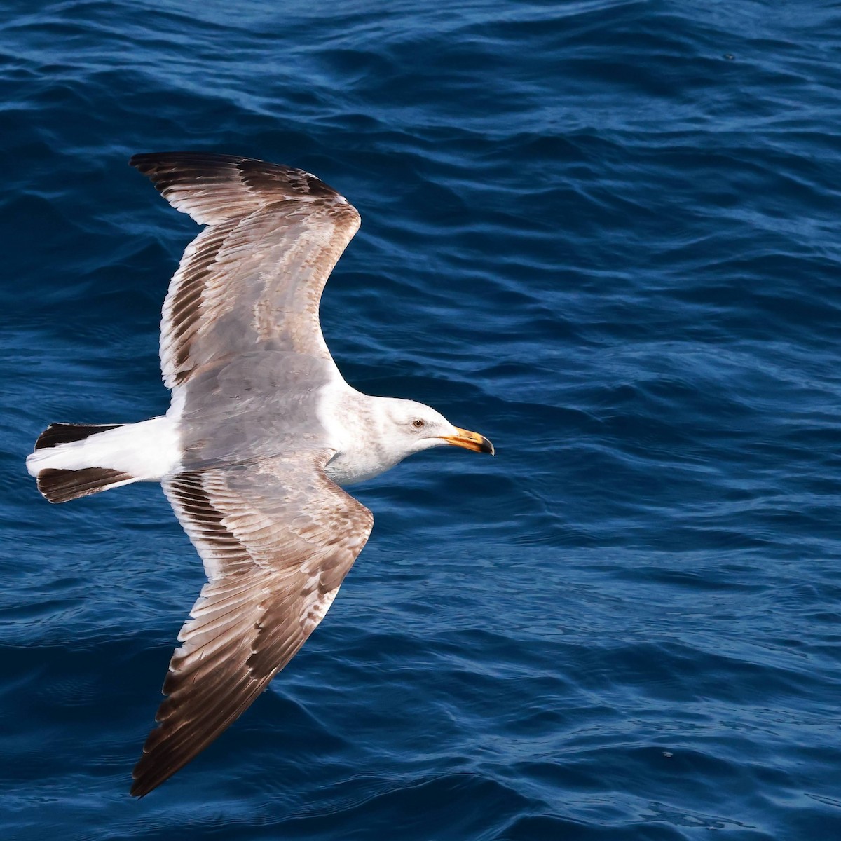 Western Gull - ML636144100