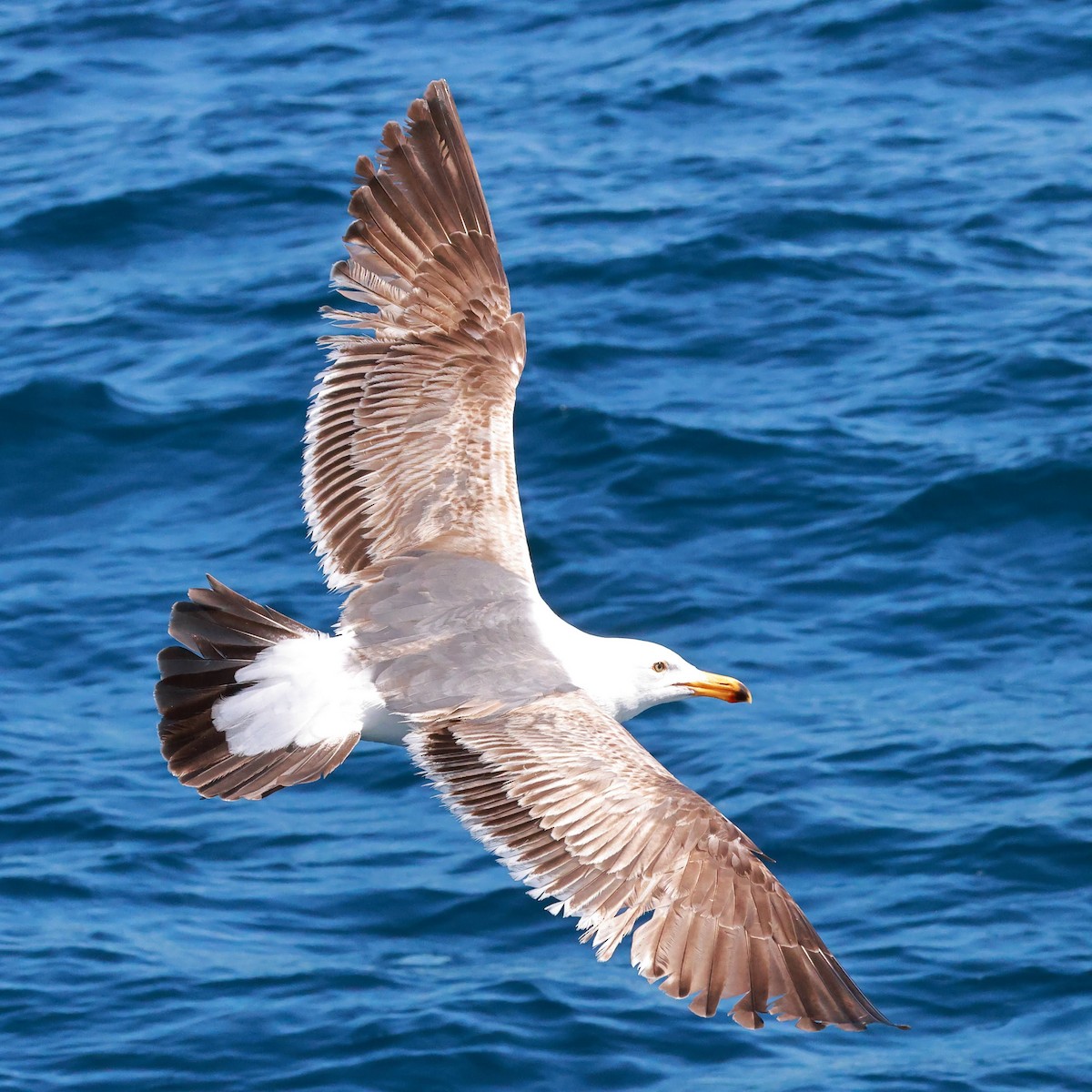 Western Gull - ML636144130