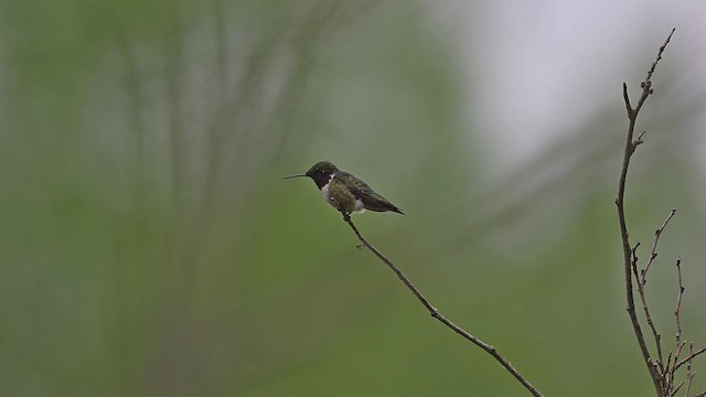 kalypta rubínohrdlá - ML636144131