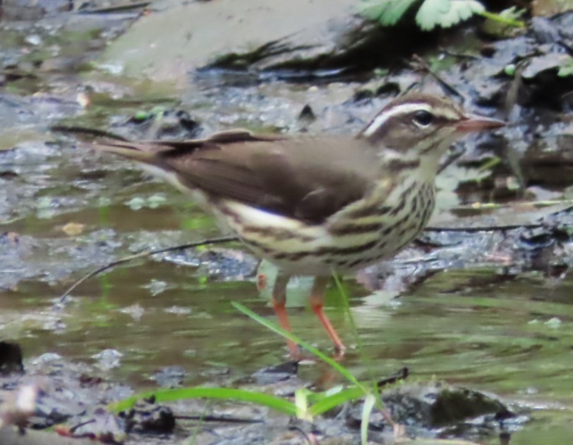 Louisiana Waterthrush - ML636144190