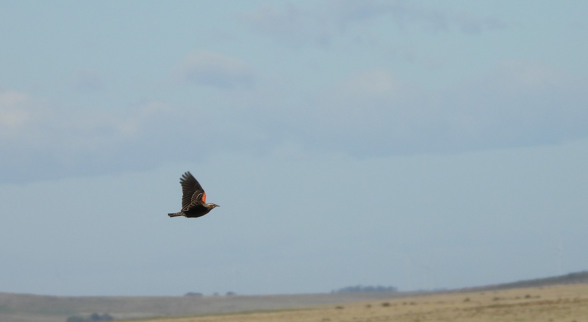 Pampas Meadowlark - ML636144208