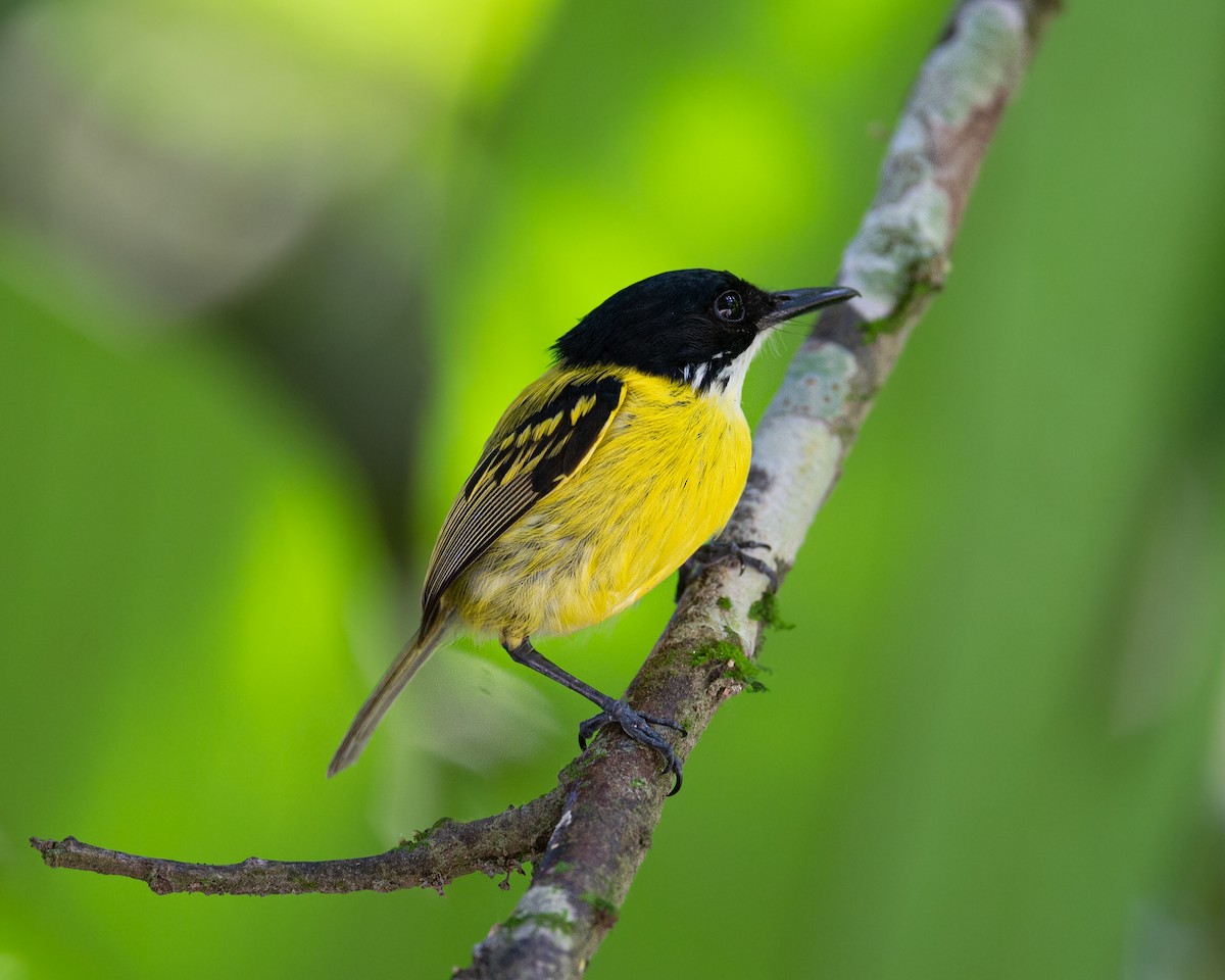 Black-headed Tody-Flycatcher - ML636144221