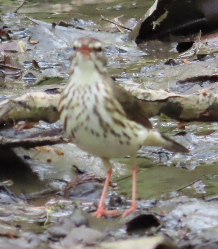 Louisiana Waterthrush - ML636144222