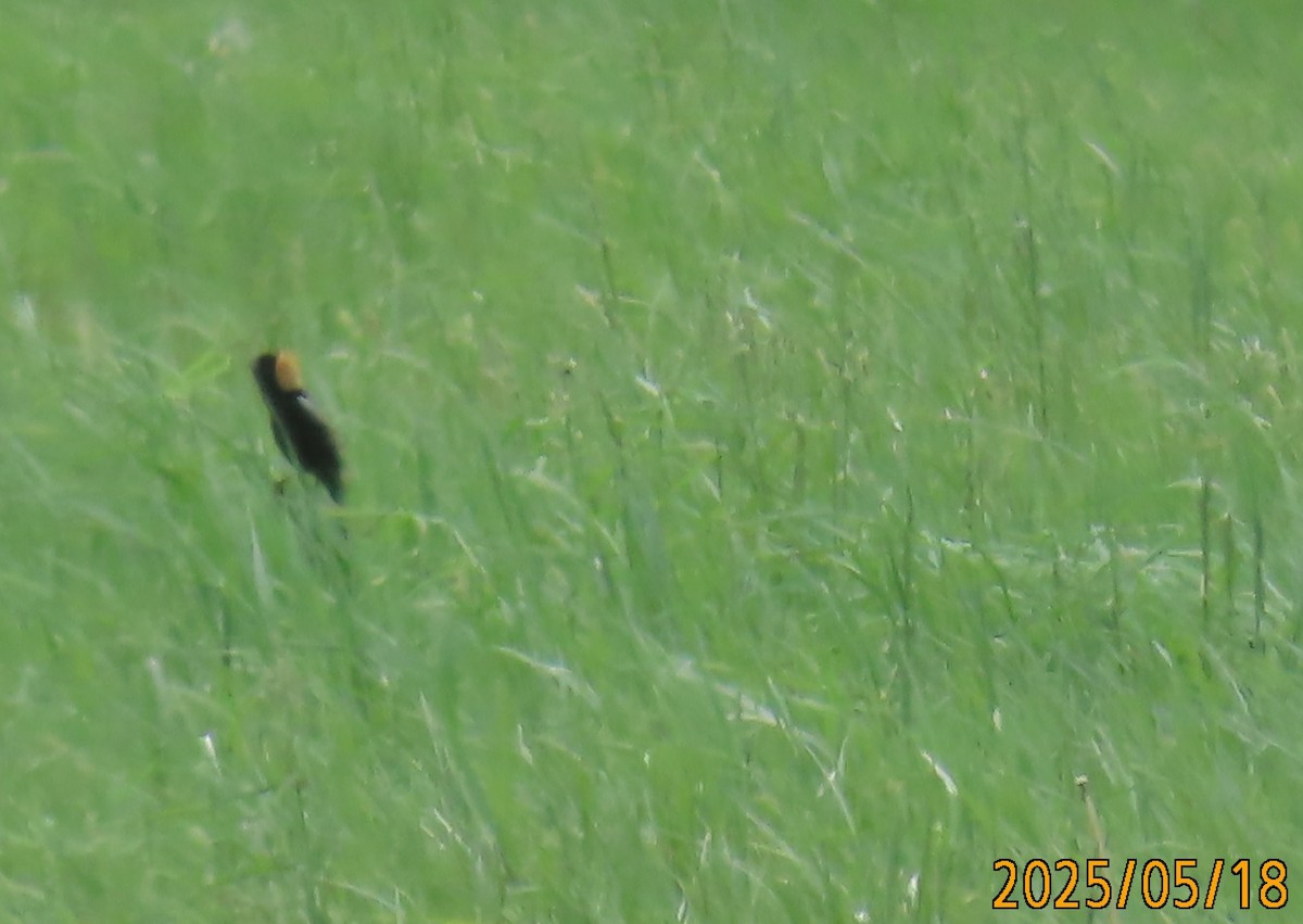 ボボリンク - ML636144251