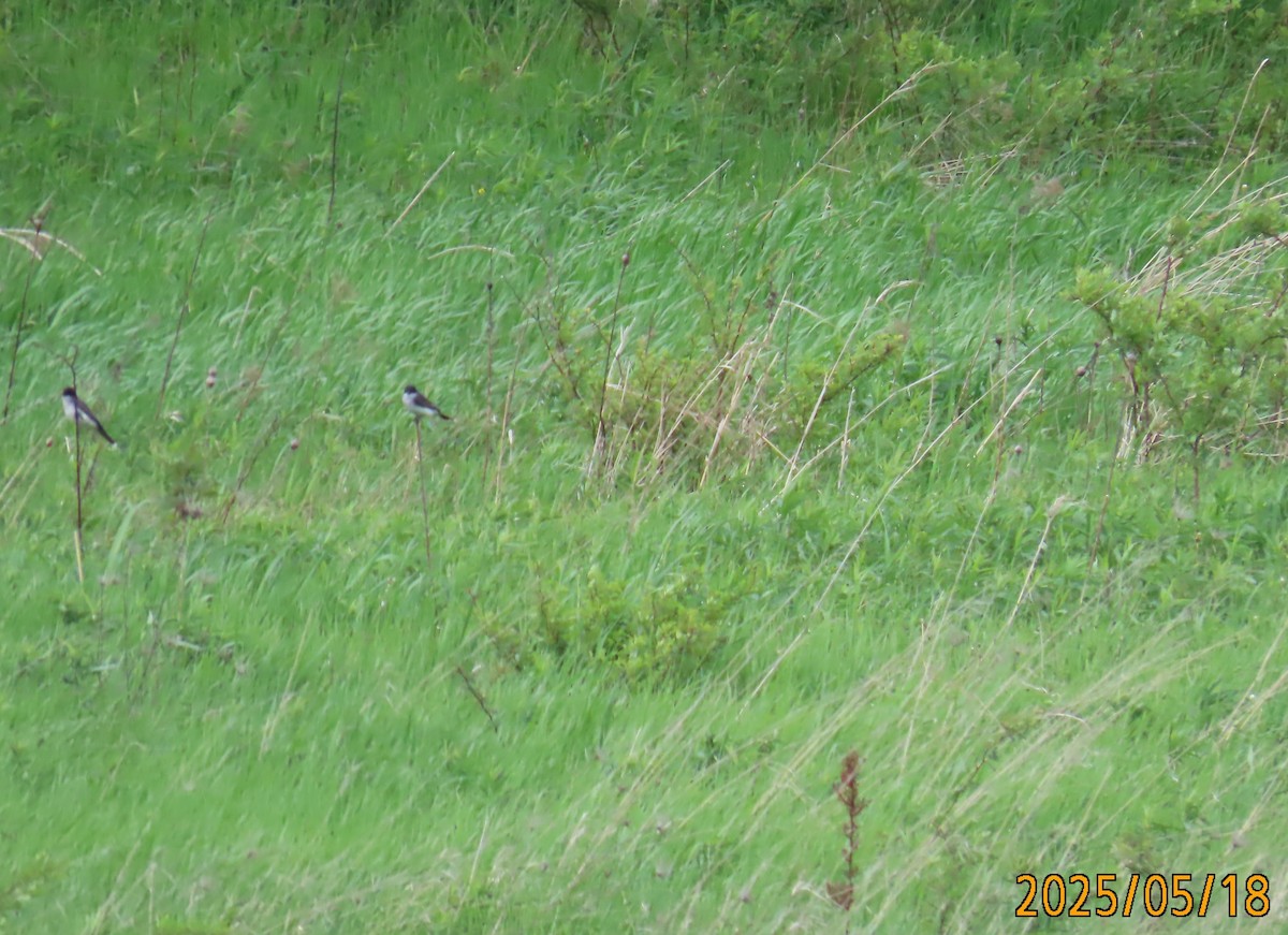 オウサマタイランチョウ - ML636144343