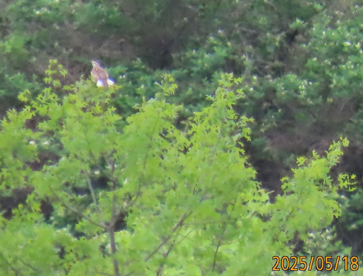 ヒガシマキバドリ - ML636144353