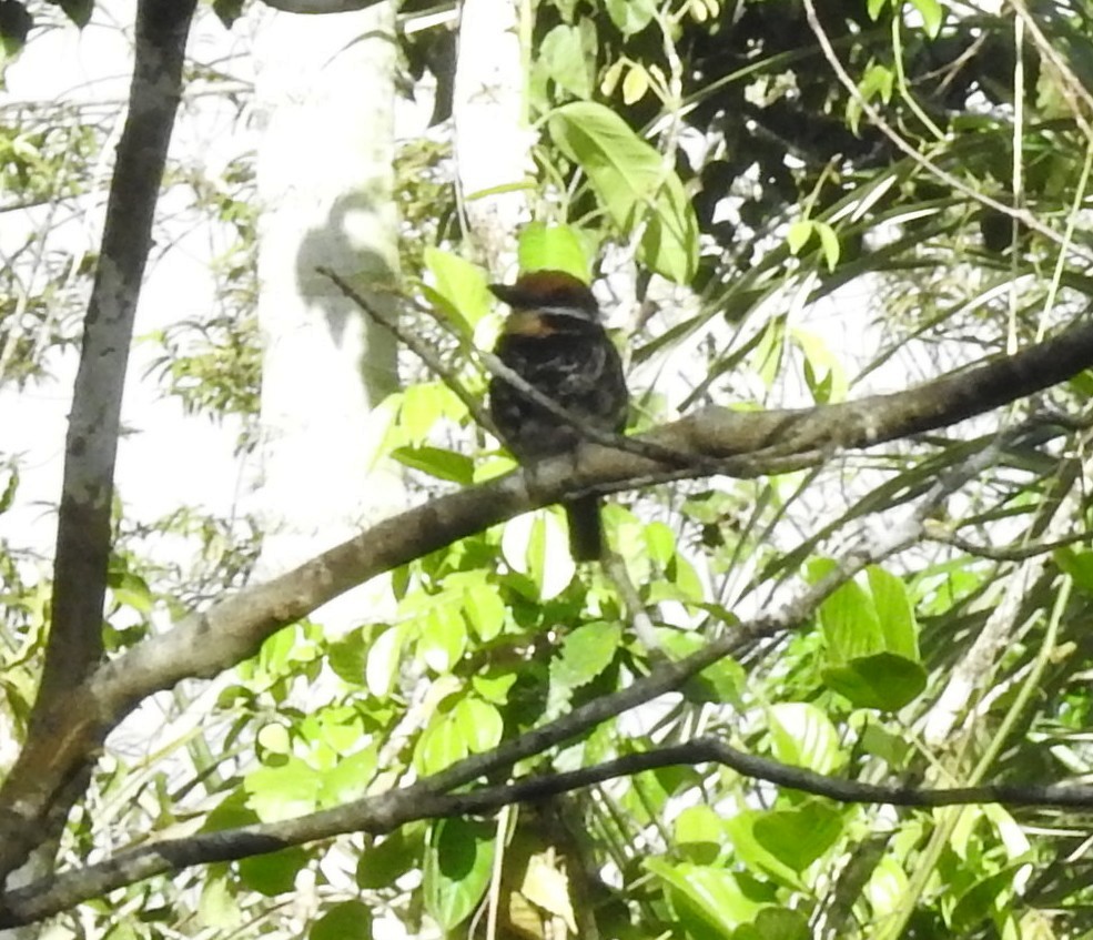 Spotted Puffbird - ML636144368