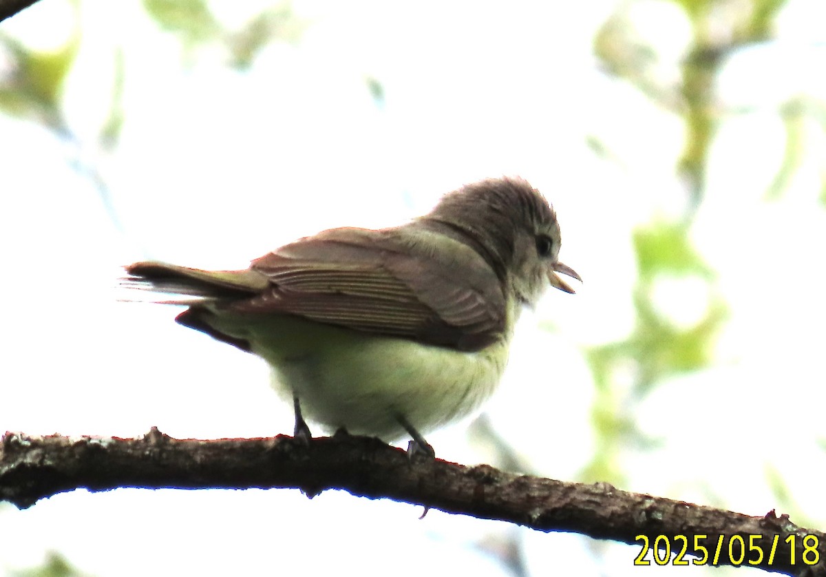 Eastern Warbling Vireo - ML636144369