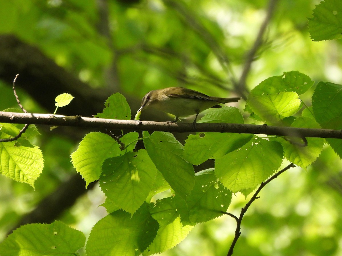Red-eyed Vireo - ML636144460
