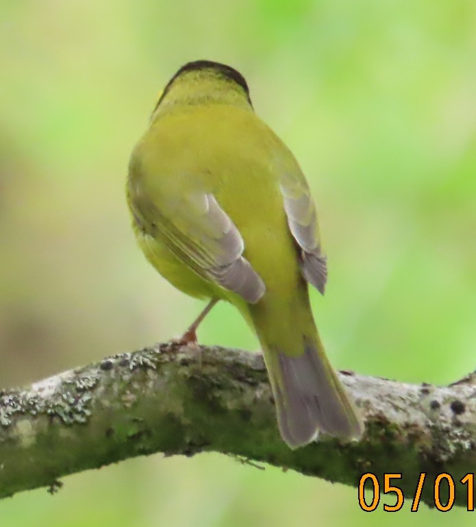 Hooded Warbler - ML636144468