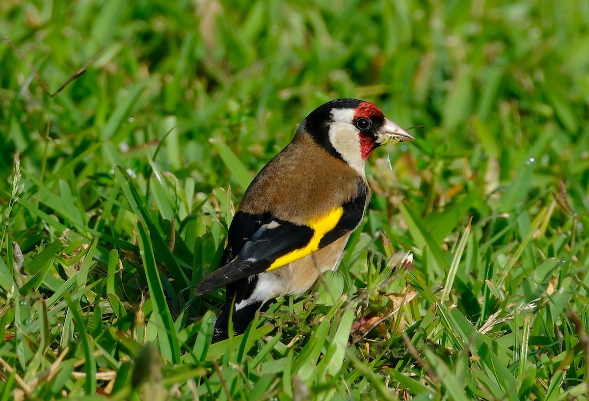 European Goldfinch - ML636144475