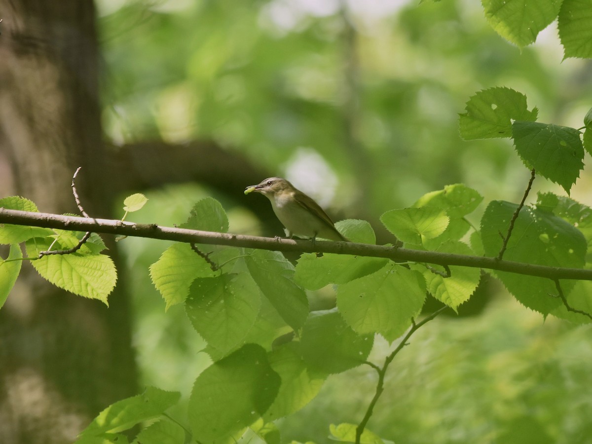Red-eyed Vireo - ML636144565