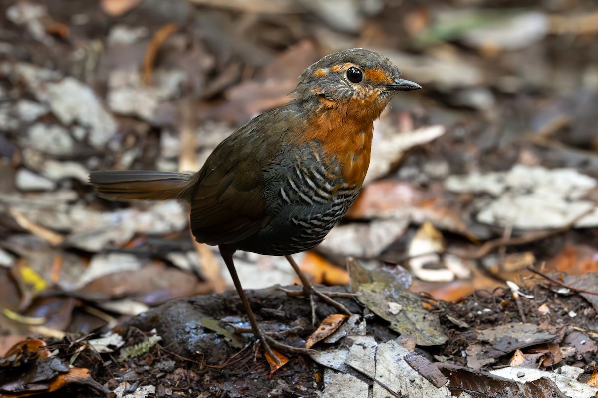 Chucao Tapaculo - ML636144610