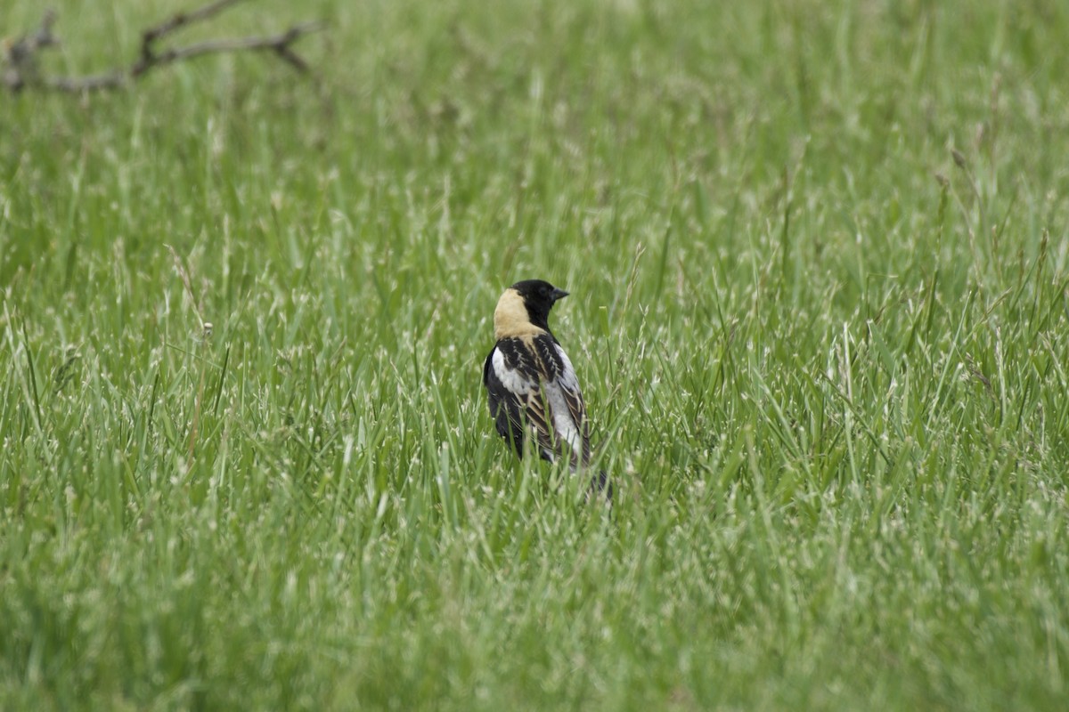 Bobolink - ML636144640