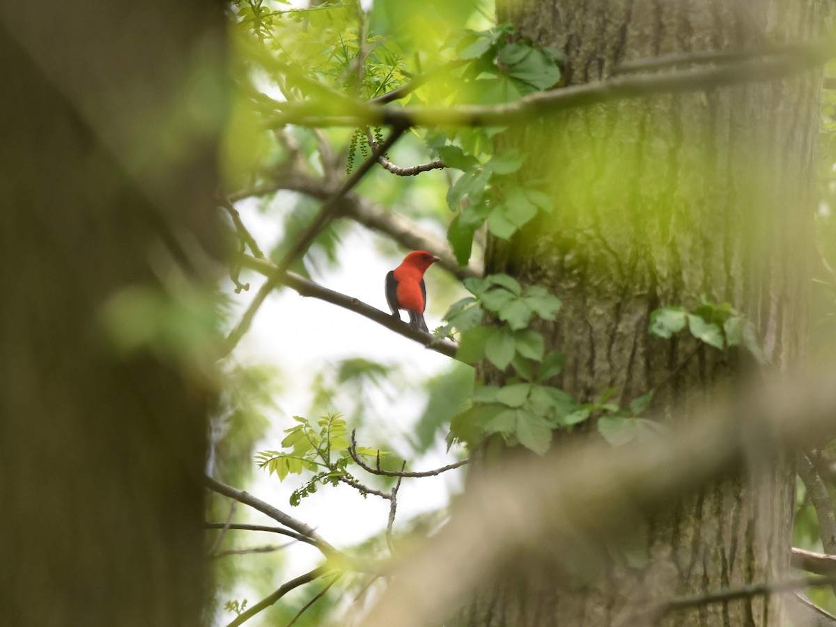 Scarlet Tanager - ML636144736
