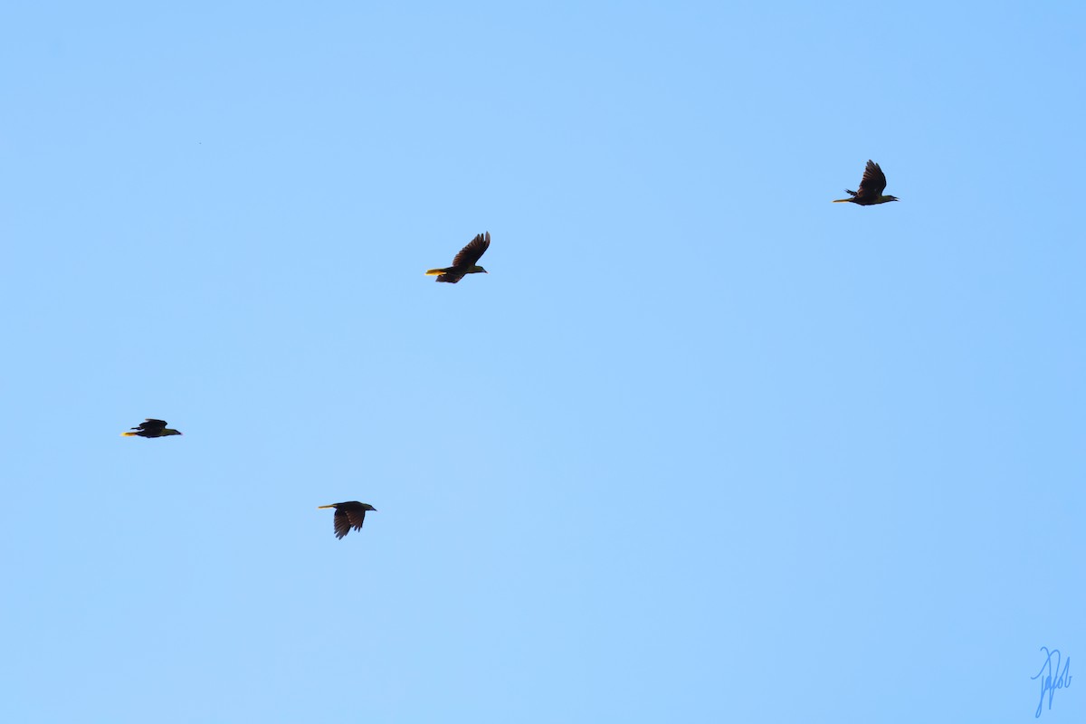 Olive Oropendola - ML636144796