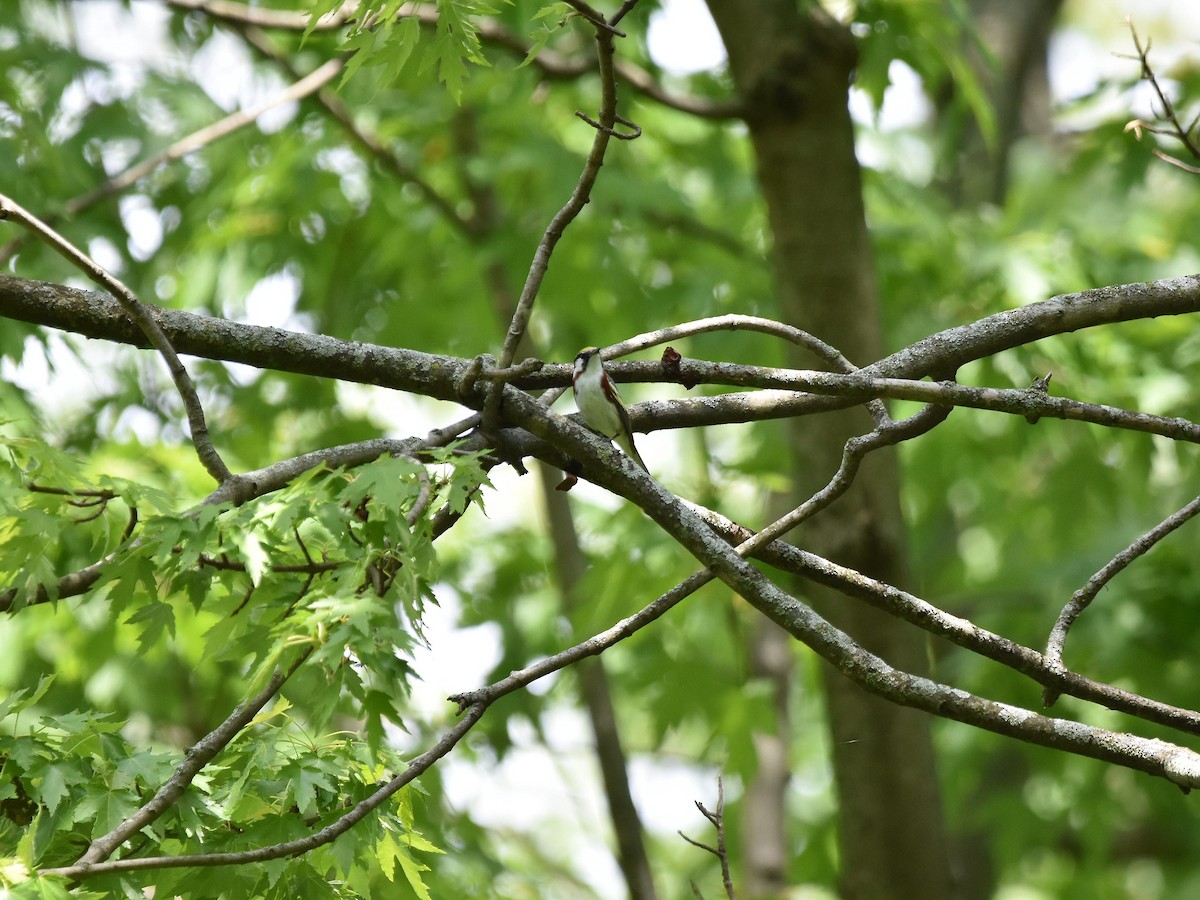Chestnut-sided Warbler - ML636144811