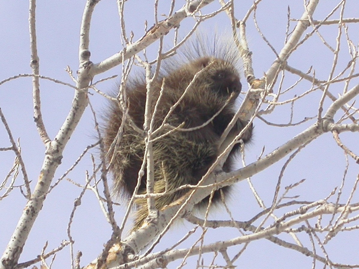 North American Porcupine - ML636144881