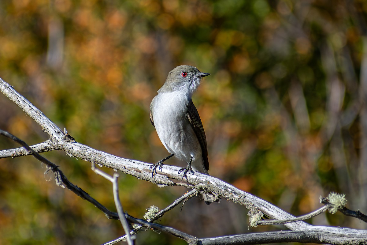 Fire-eyed Diucon - ML636144908