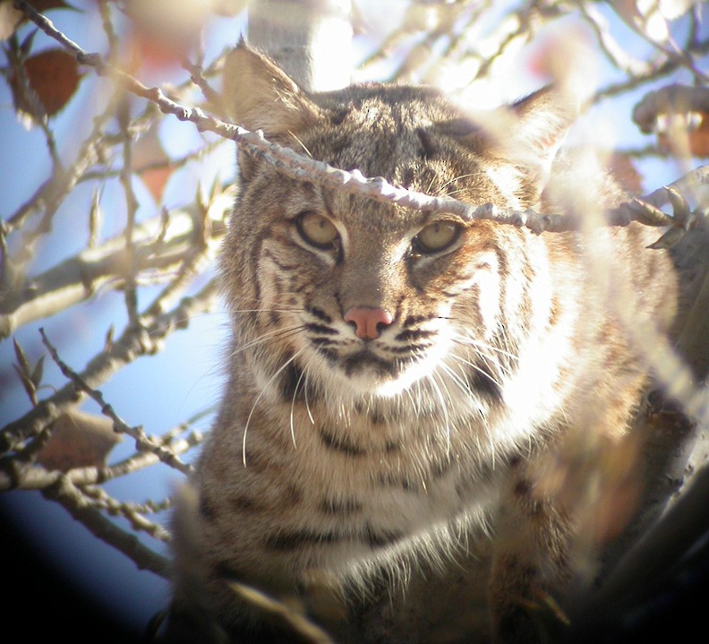 Bobcat - ML636145007