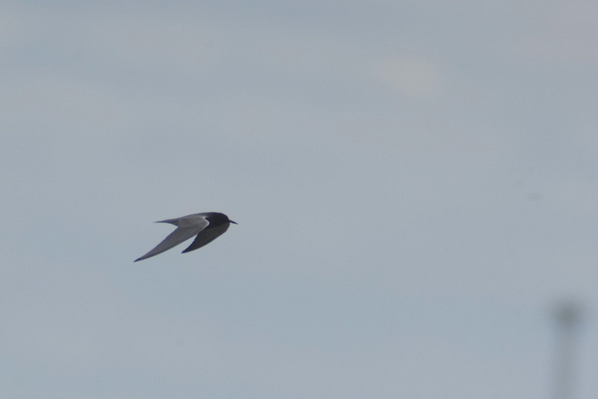 Black Tern - ML636145074