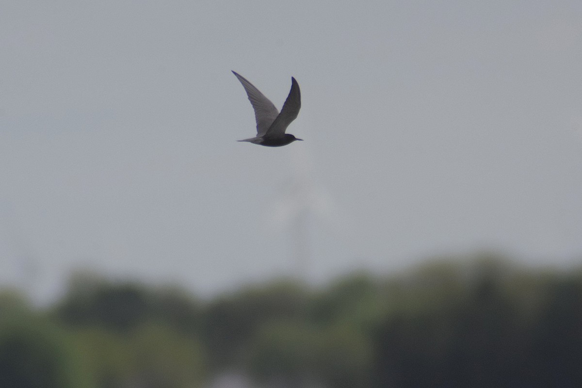 Black Tern - ML636145075