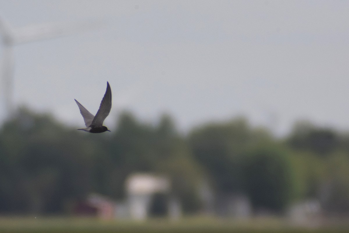 Black Tern - ML636145076