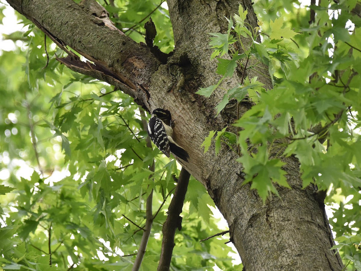 Hairy Woodpecker - ML636145083