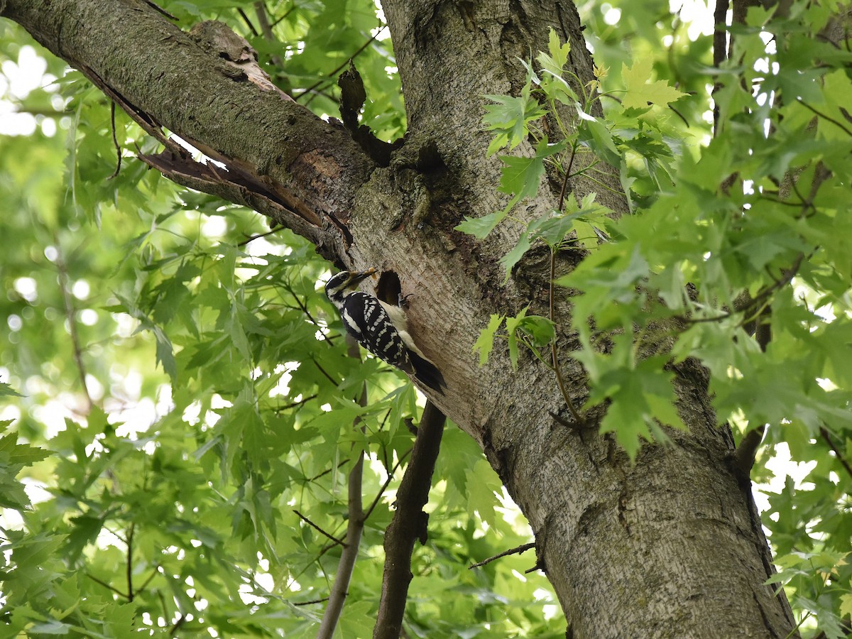 Hairy Woodpecker - ML636145087