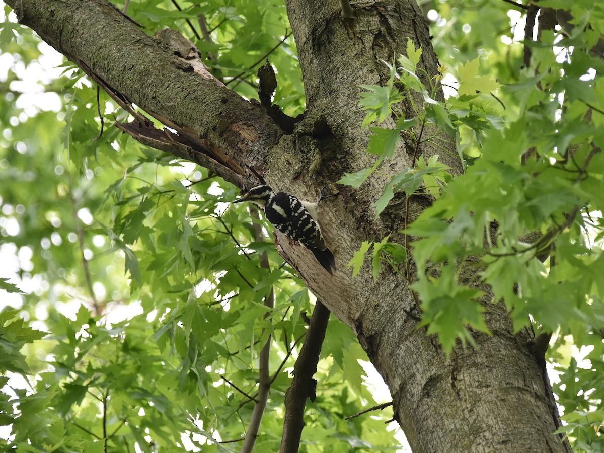 Hairy Woodpecker - ML636145093