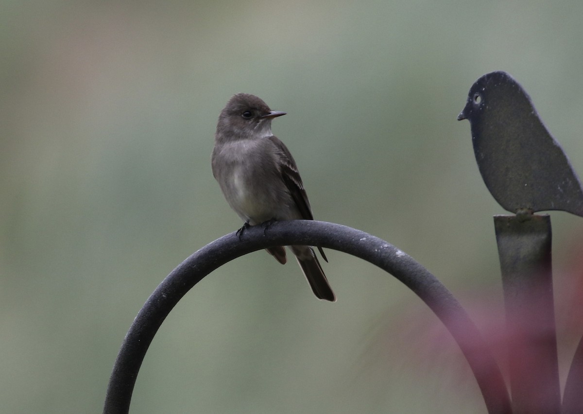 Western Wood-Pewee - ML636145099