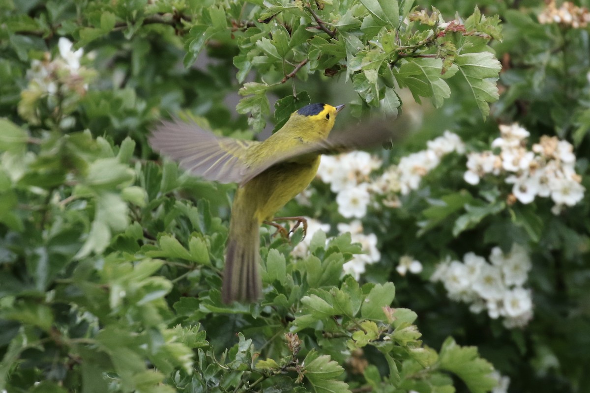 Wilson's Warbler - ML636145142