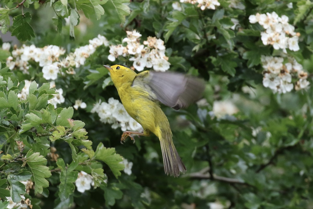 Wilson's Warbler - ML636145143
