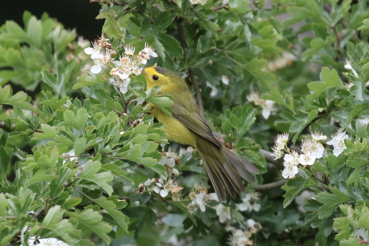 Wilson's Warbler - ML636145144