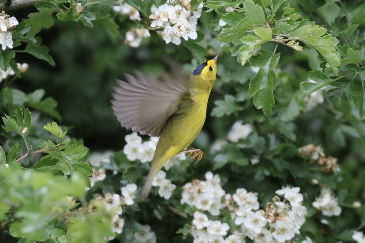 Wilson's Warbler - ML636145145