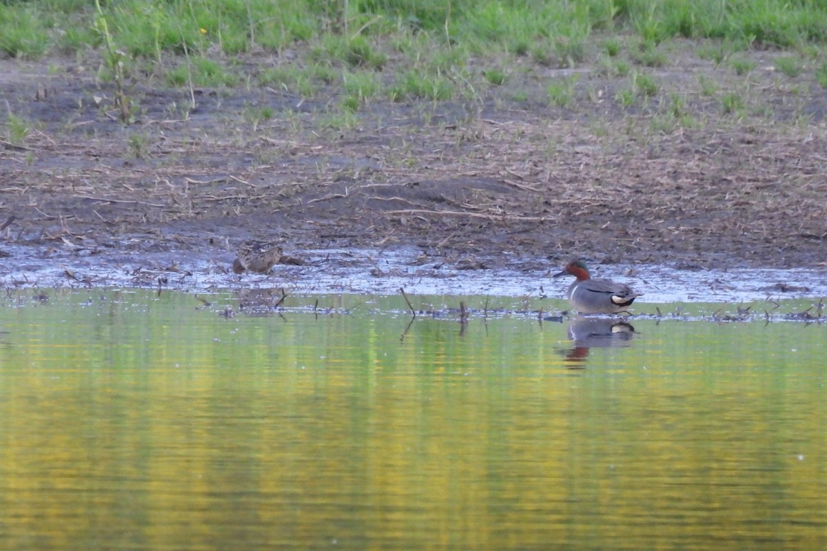 Green-winged Teal (American) - ML636145173