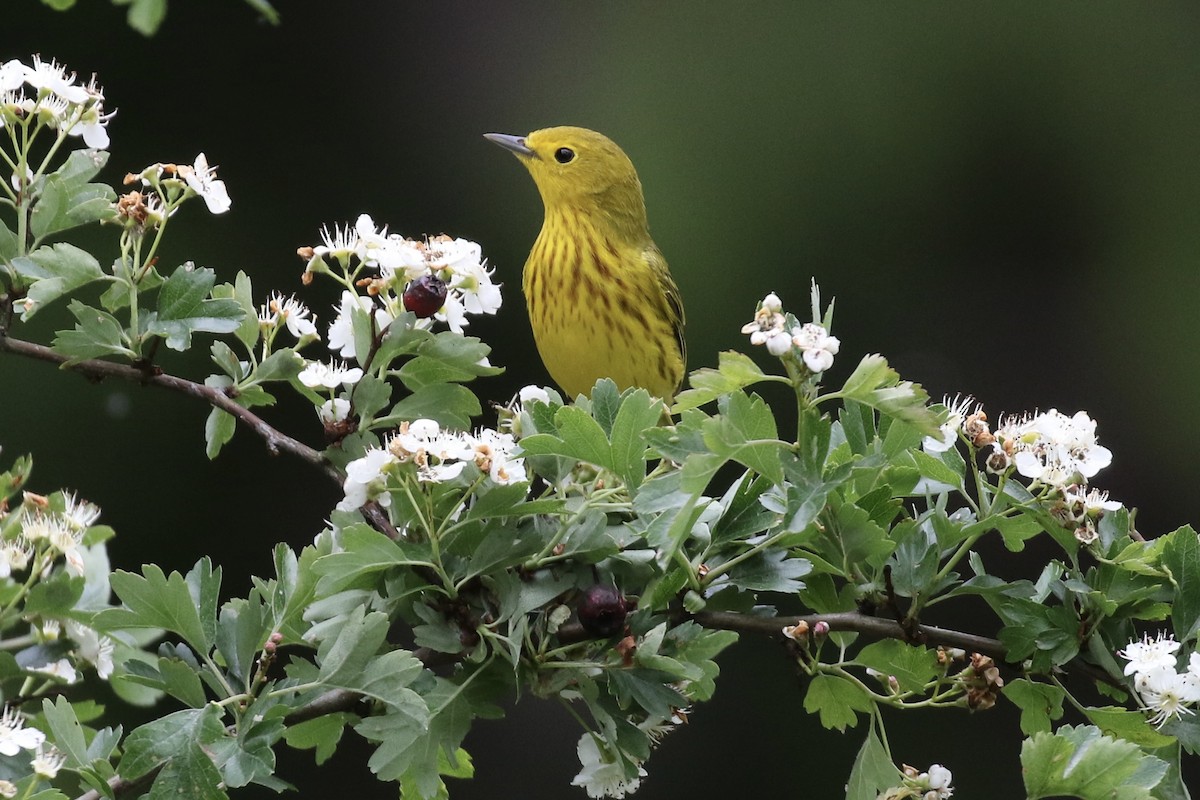 Yellow Warbler - ML636145175