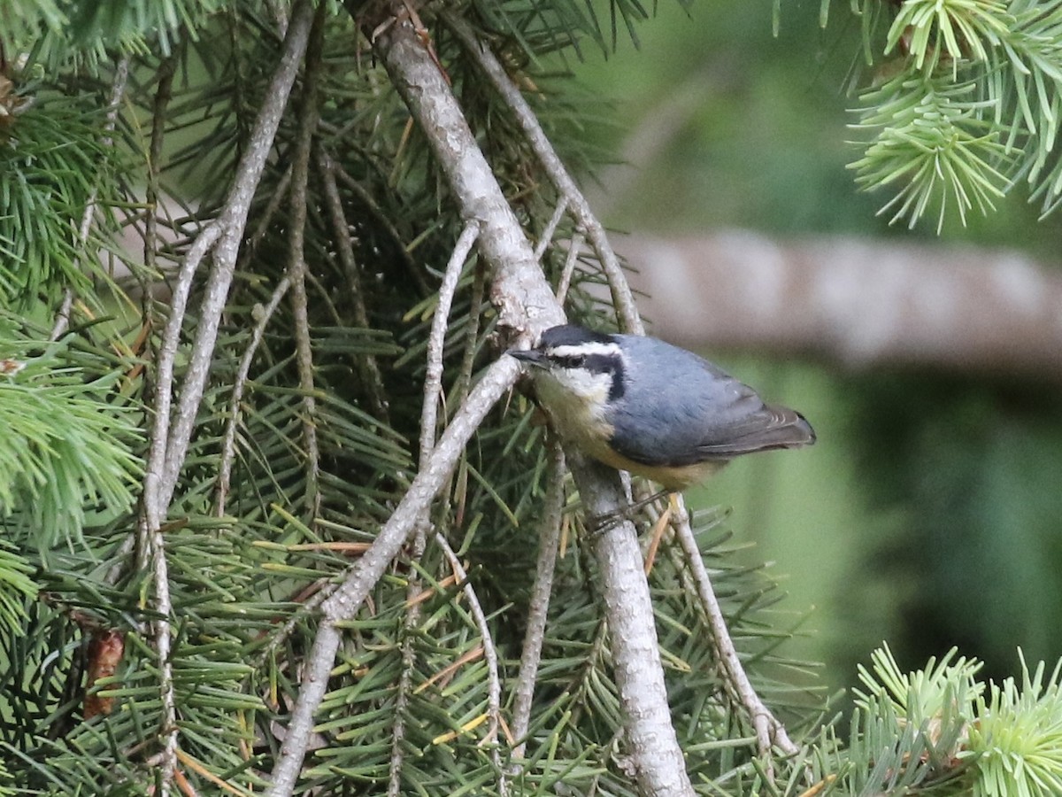 Red-breasted Nuthatch - ML636145199