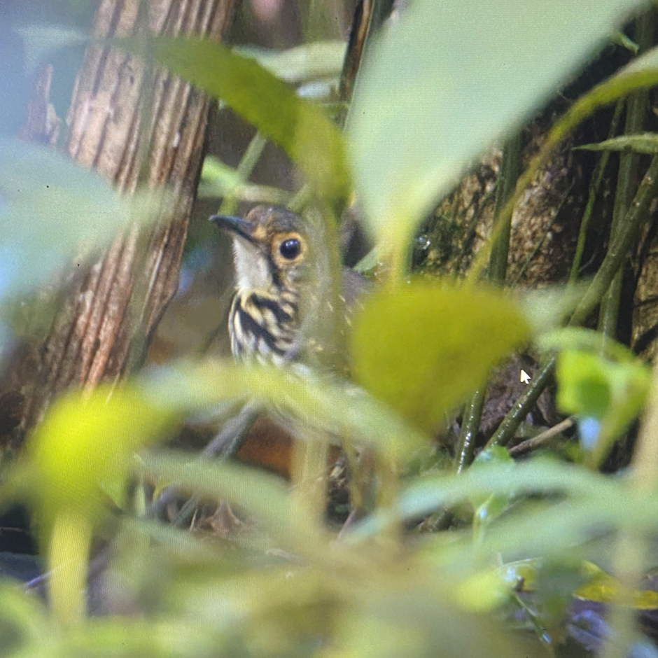 Streak-chested Antpitta - ML636145268