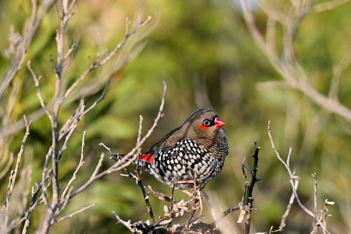 Red-eared Firetail - ML636145312