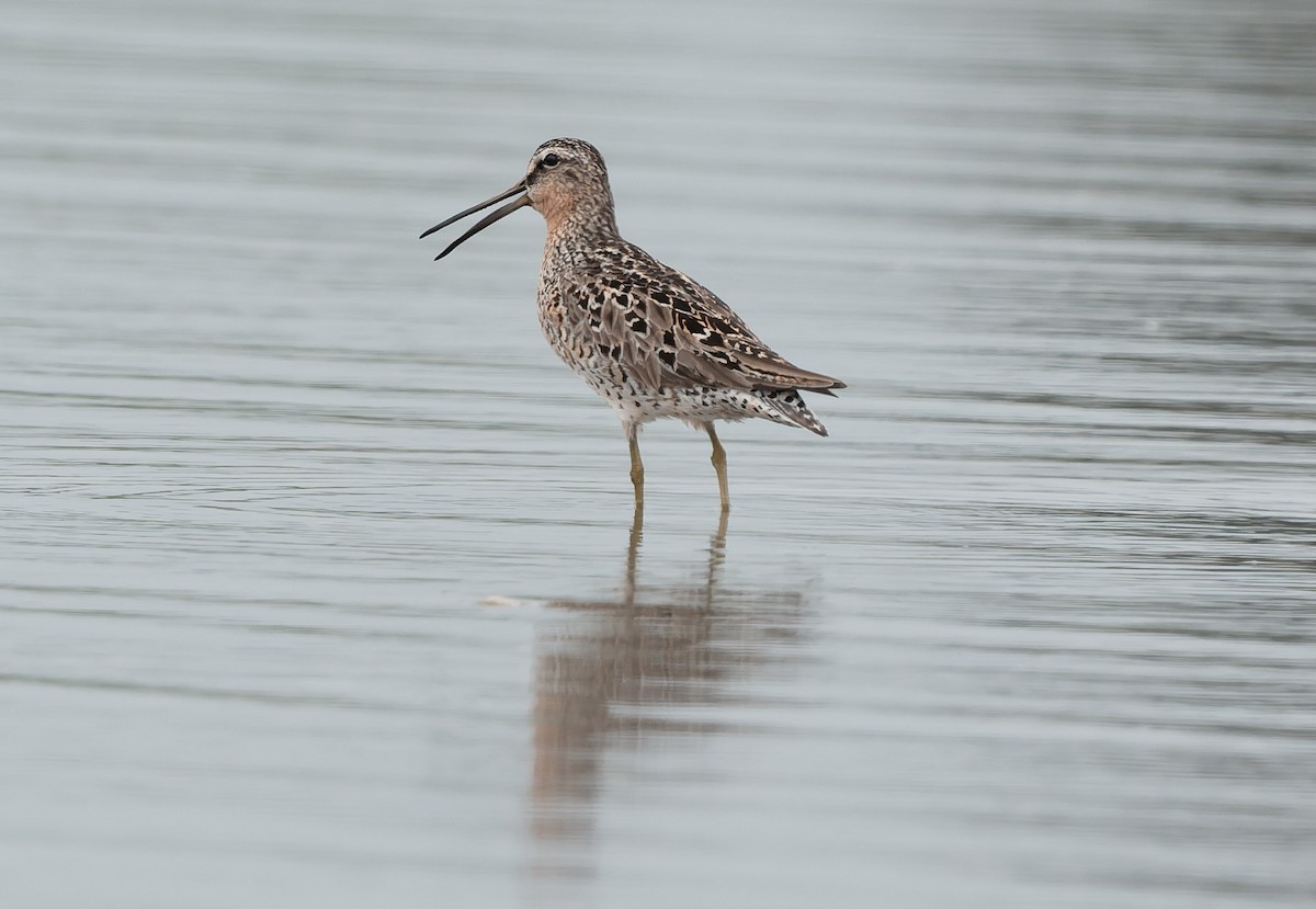 Short-billed Dowitcher - ML636145472