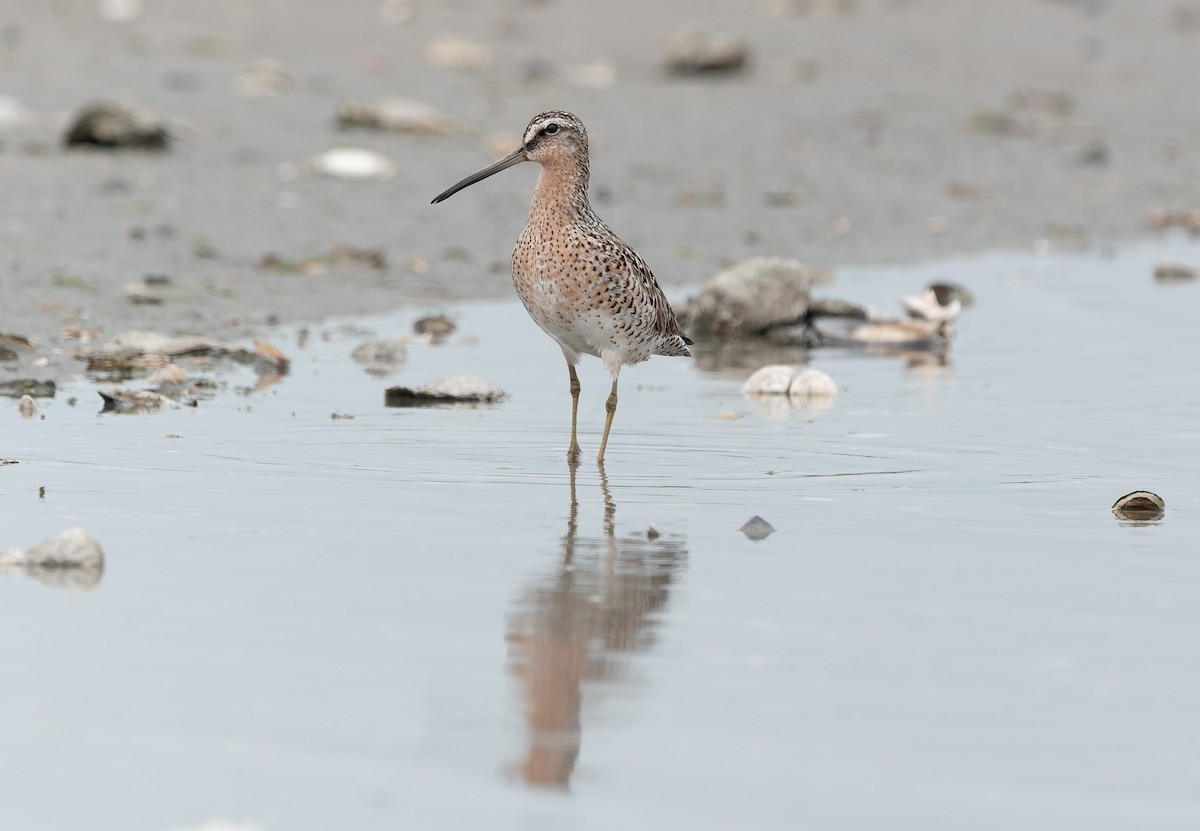 Short-billed Dowitcher - ML636145473