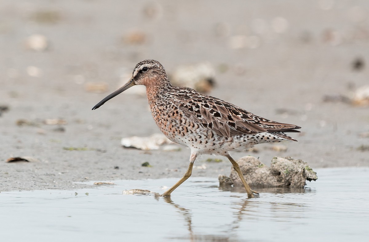 Short-billed Dowitcher - ML636145474