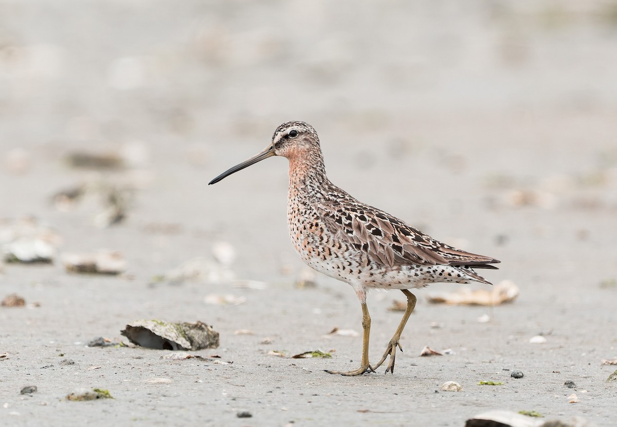 Short-billed Dowitcher - ML636145475