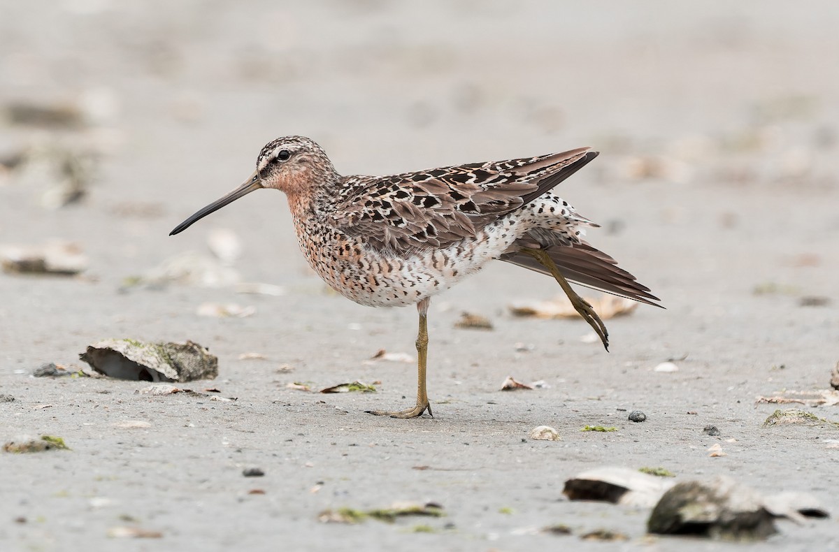 Short-billed Dowitcher - ML636145476