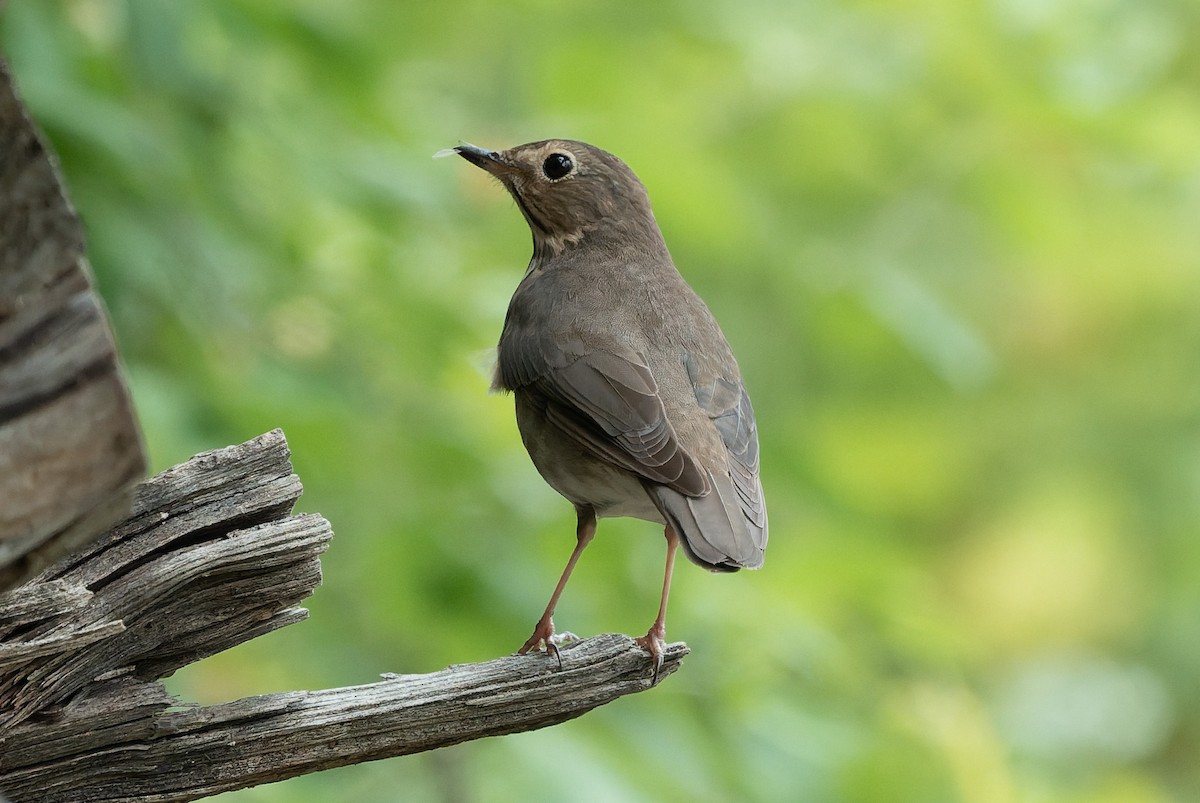 Swainson's Thrush - ML636145775