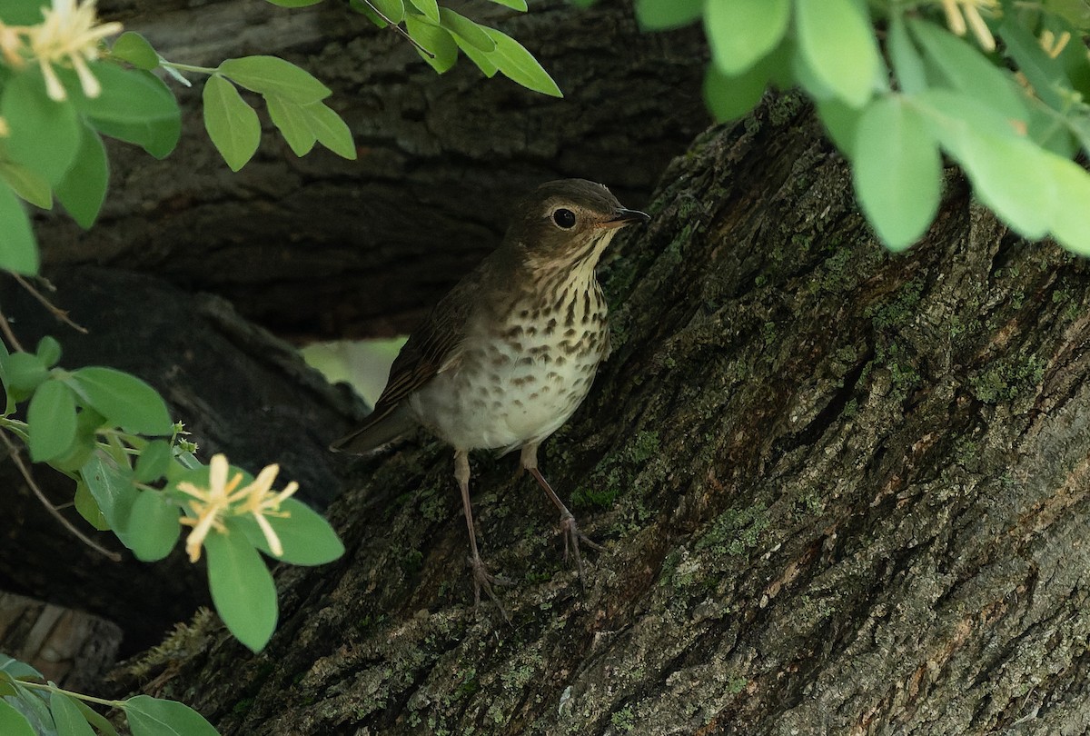 Swainson's Thrush - ML636145776