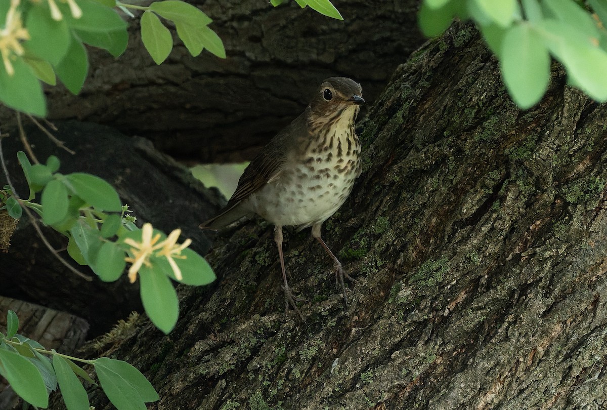 Swainson's Thrush - ML636145777