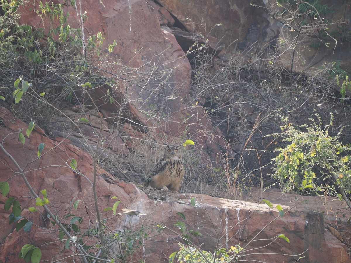 Rock Eagle-Owl - ML636145893