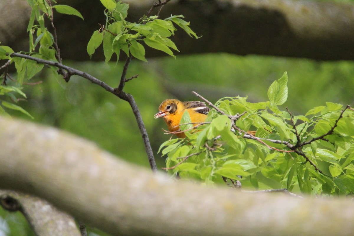 Baltimore Oriole - ML636146044